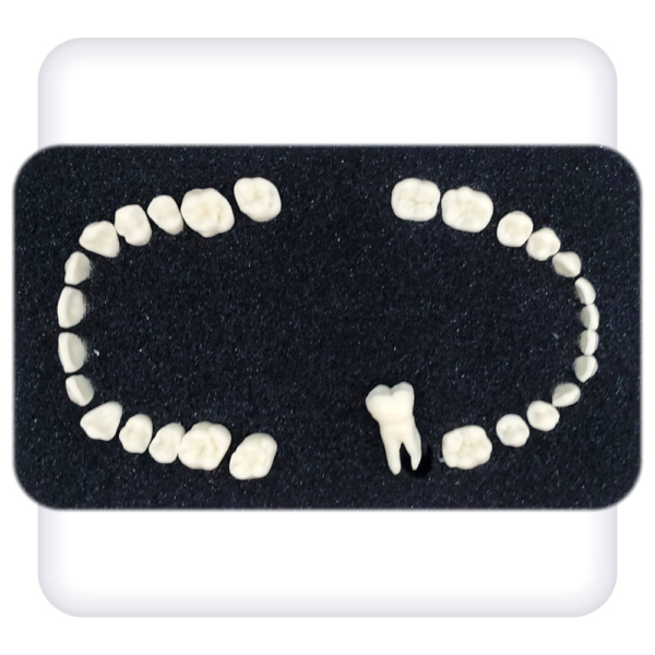 Set of teeth for the dentoalveolar model of 28 teeth for the dental simulator «Leonardo»