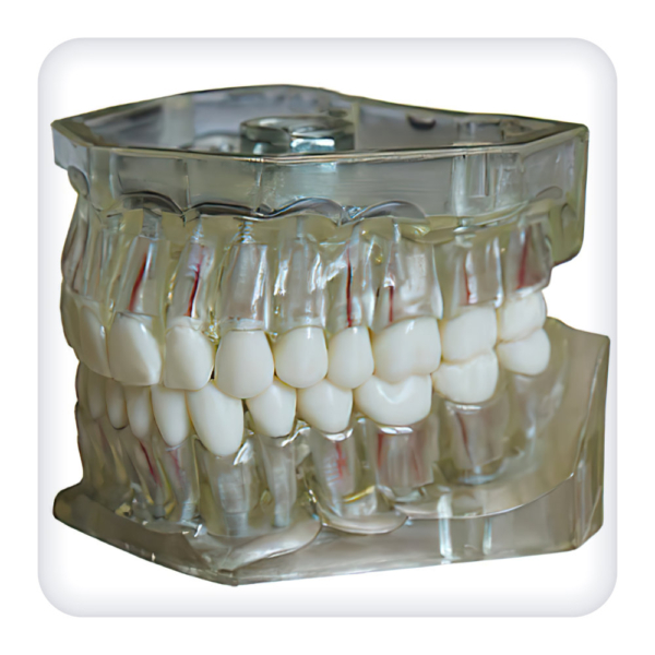 Model of the upper and lower jams with 32 intact teeth for endodontics