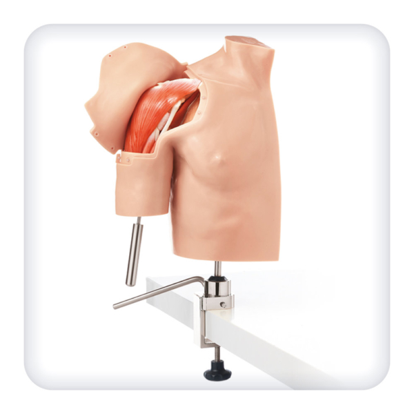 Model of the shoulder joint for arthroscopic procedures